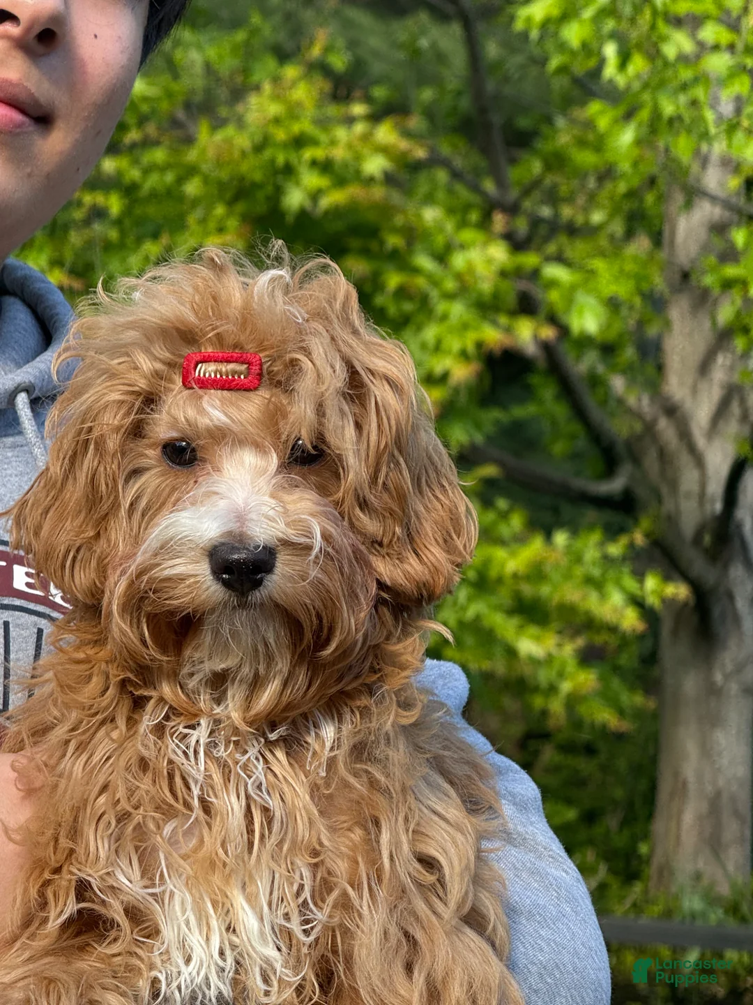 Maltipoo dogs for sale: Lavender  - Ad 8