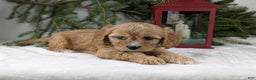Cavapoo dogs for sale: Winston  - Ad 5
