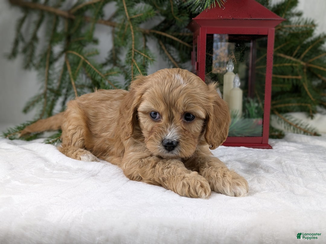 Cavapoo dogs for sale: Winston  - Ad 5
