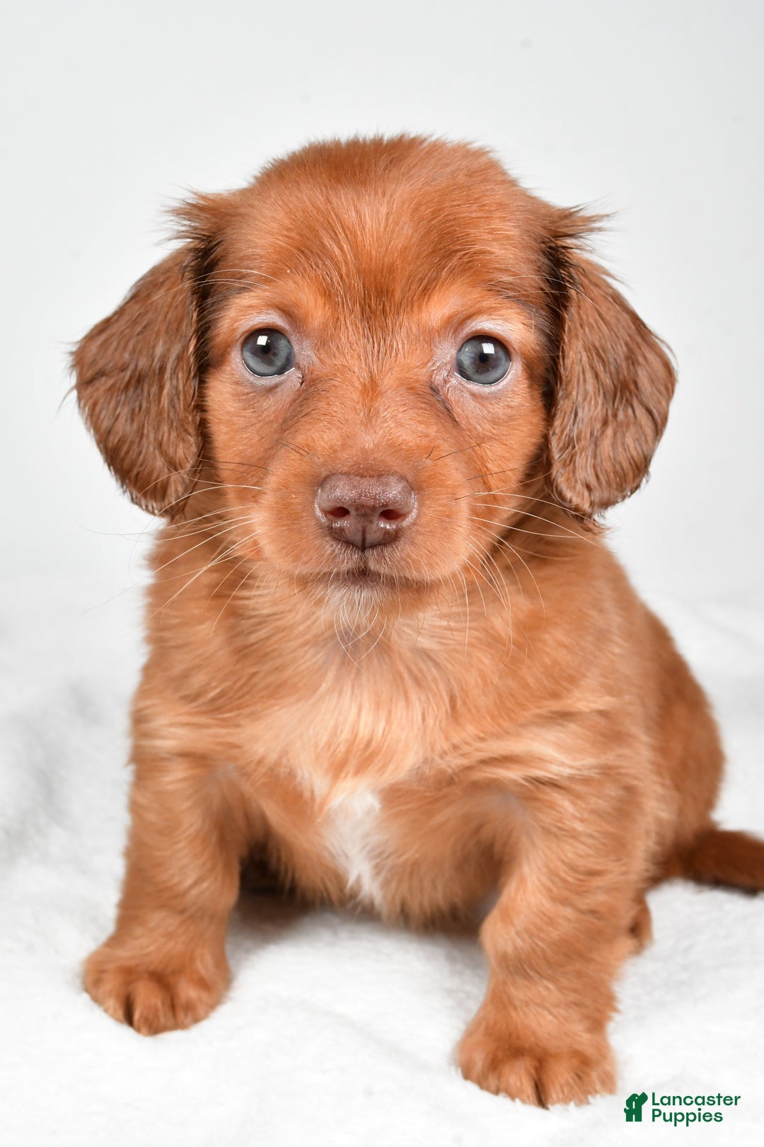 Miniature Dachshund dogs for sale: Banks - Ad 7