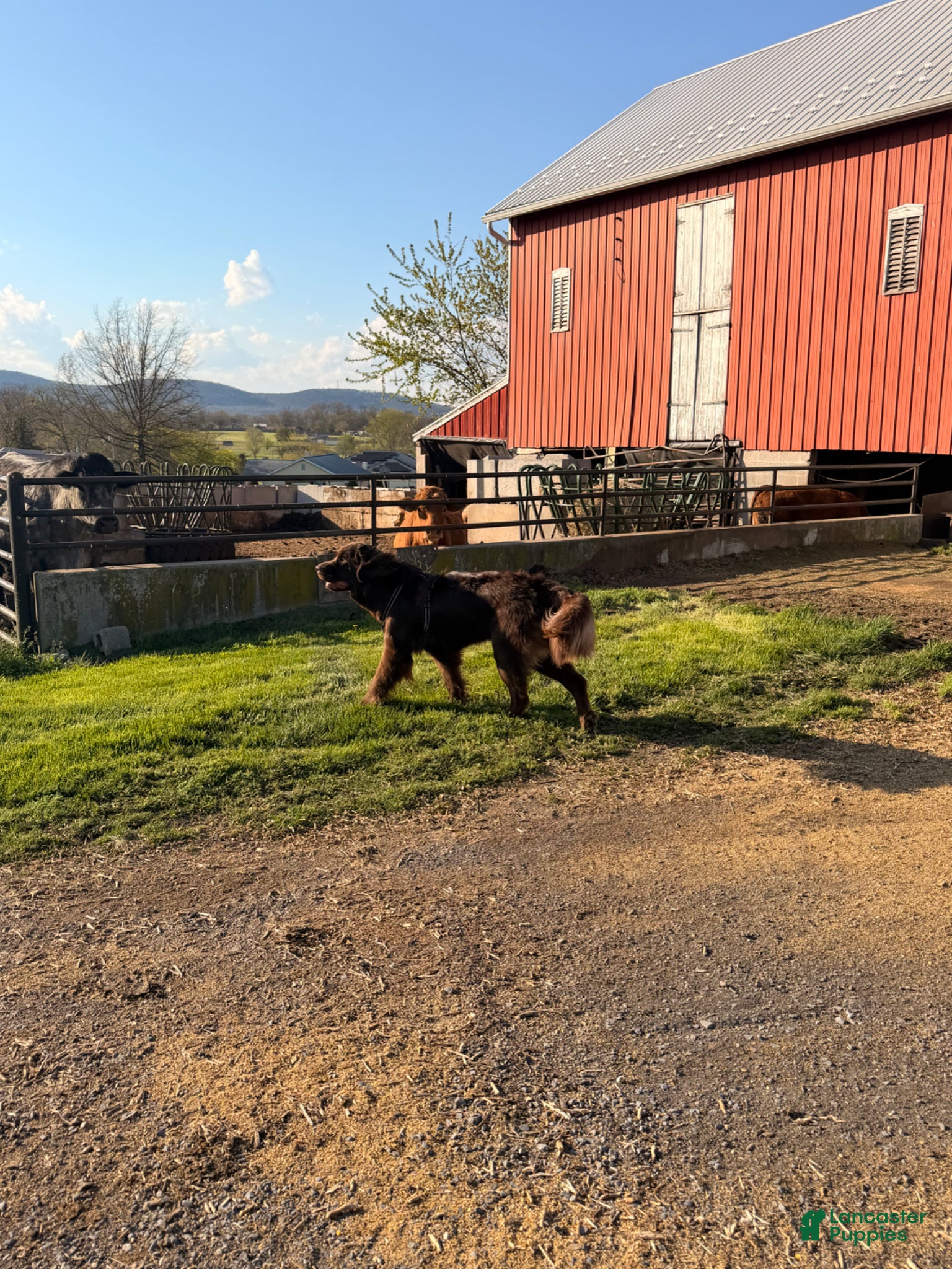 Newfoundland dogs for sale: Newfoundland Puppy 1 - Ad 2