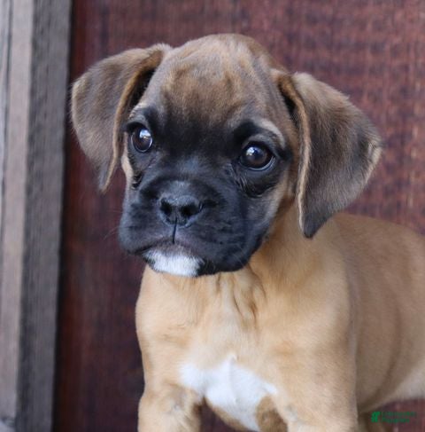 Tonya (Boxer, Female) in Denver, PA
