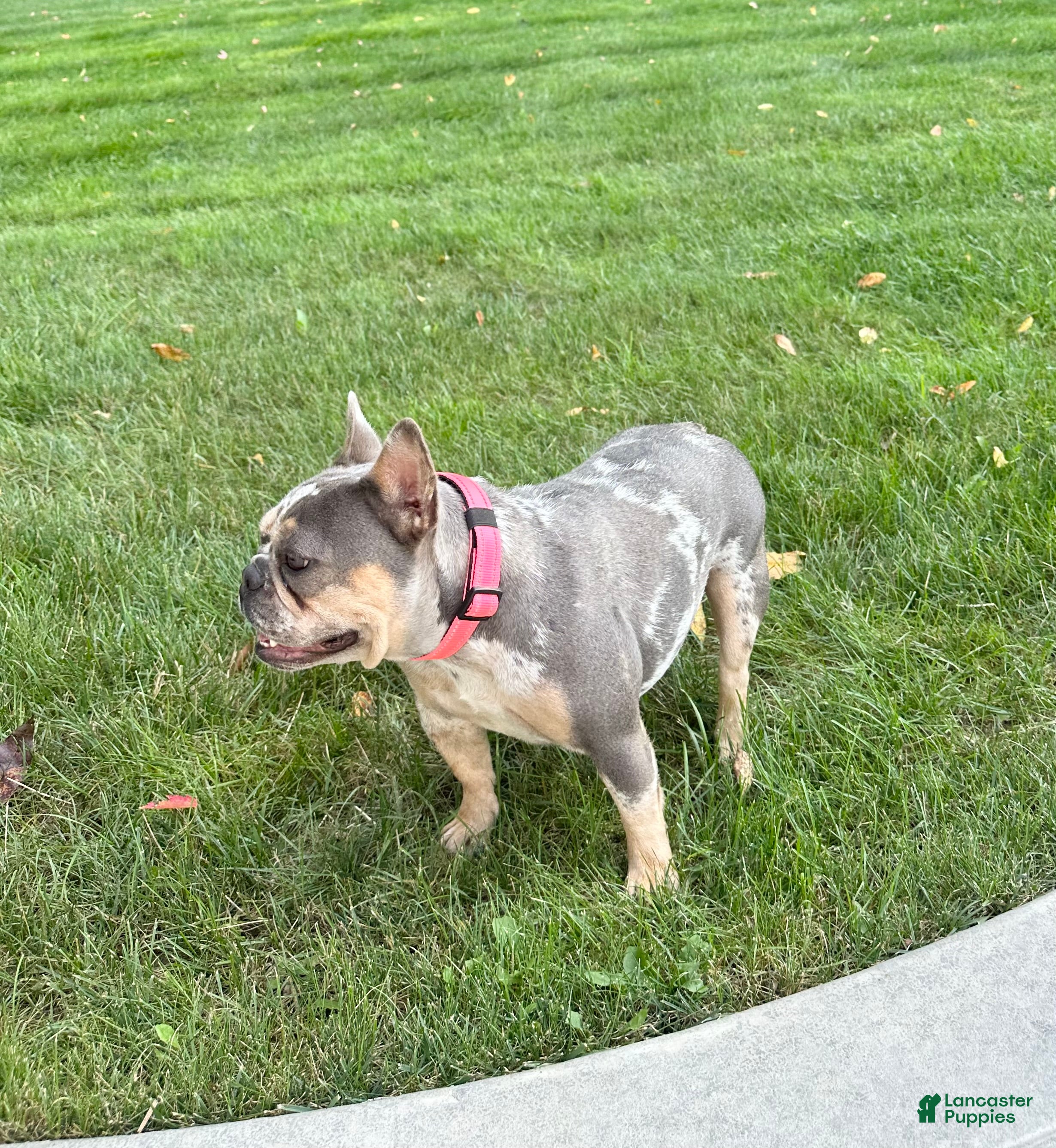 French Bulldog dogs Clover - Ad 2