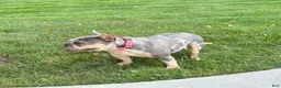 French Bulldog dogs for sale: Clover - Ad 2