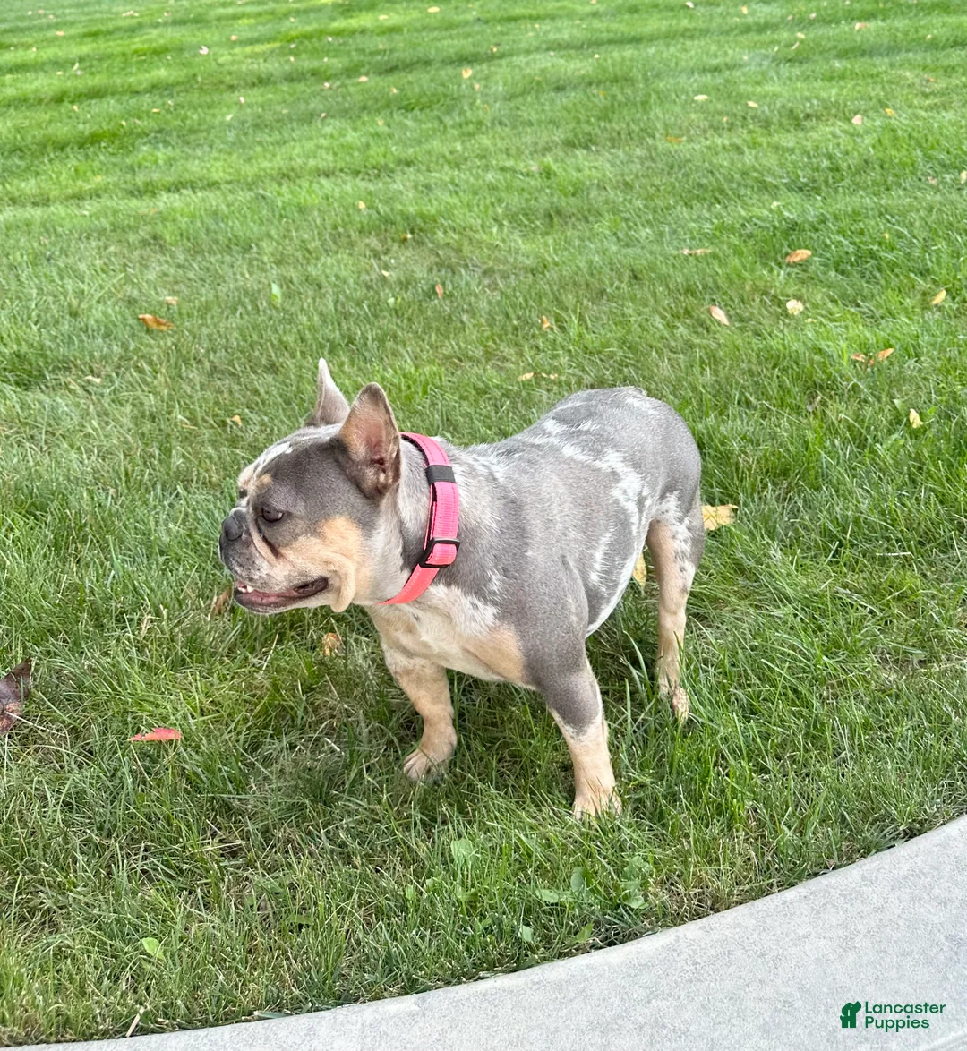 French Bulldog dogs for sale: Clover - Ad 2