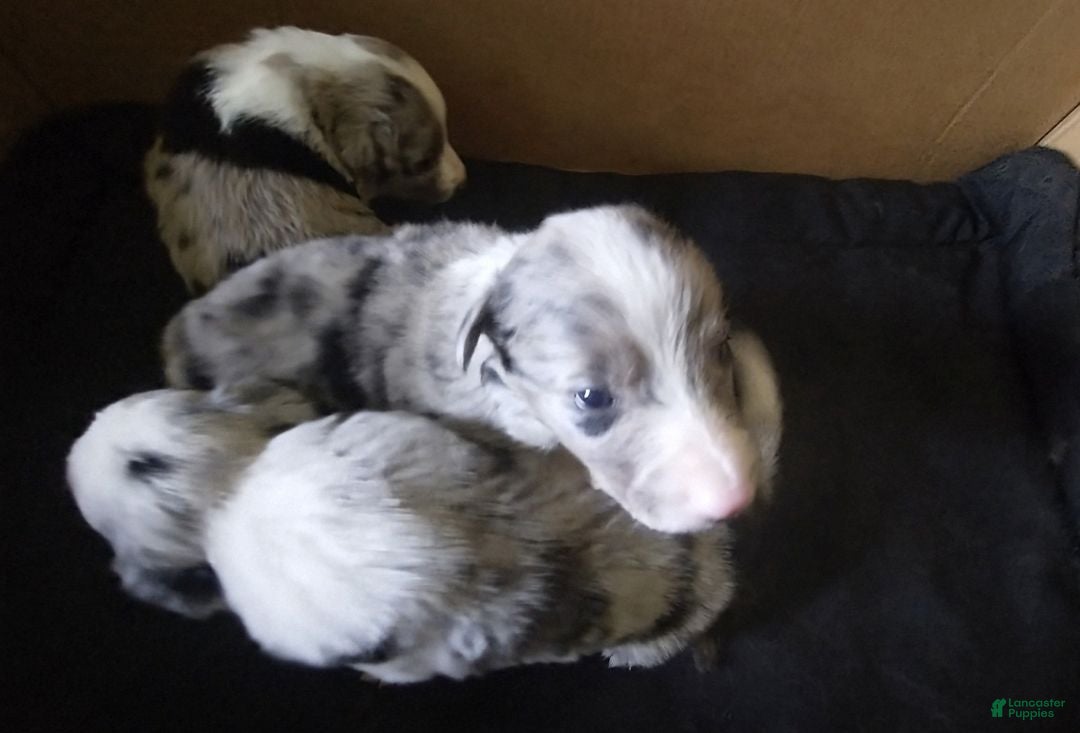 Border Collie dogs Border Collie 7 - Ad 13