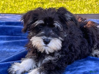 Miniature Schnauzer dogs - Ad 24