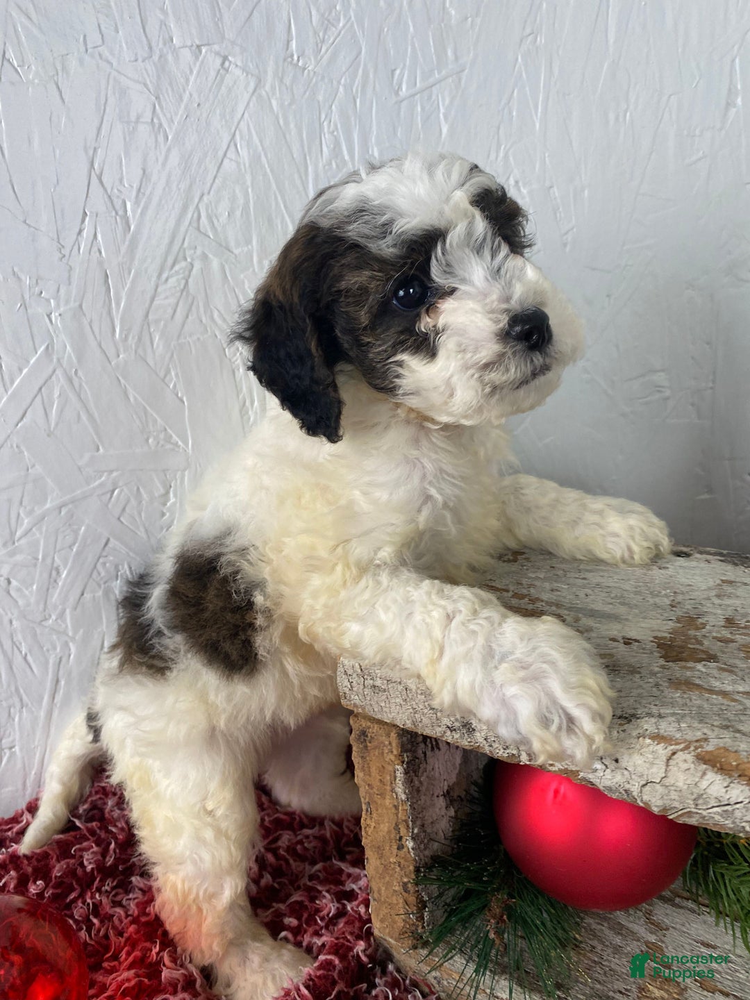 Cockapoo dogs for sale: Hunter - Ad 8