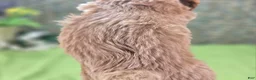 Cavapoo dogs for sale: Miles - Ad 19