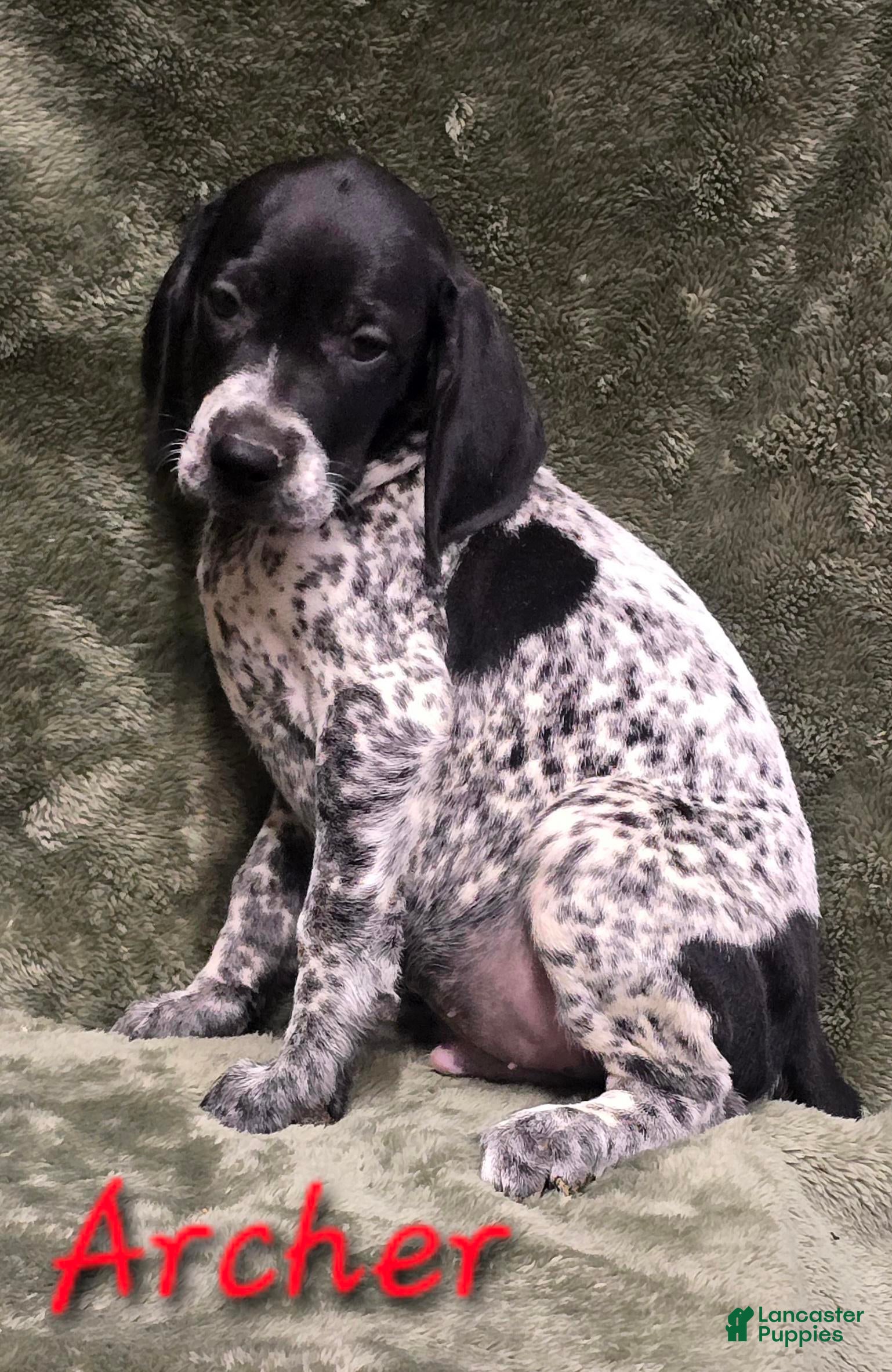 Archer (German Shorthaired Pointer, Male) in Scottsburg, IN