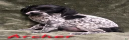 German Shorthaired Pointer dogs for sale: ARCHER - Ad 1