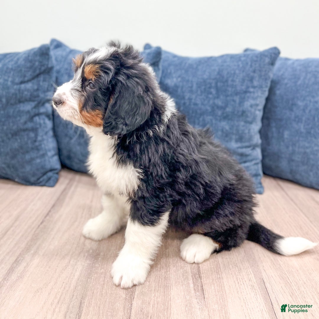 Mini Bernedoodle dogs for sale: Benson - Ad 3