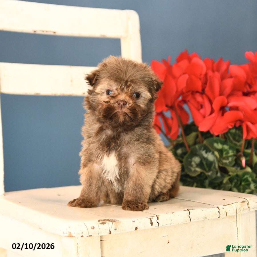 Havanese dogs Peanut  - Ad 2