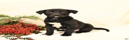 Mixed Breed dogs for sale: Parker - Ad 2