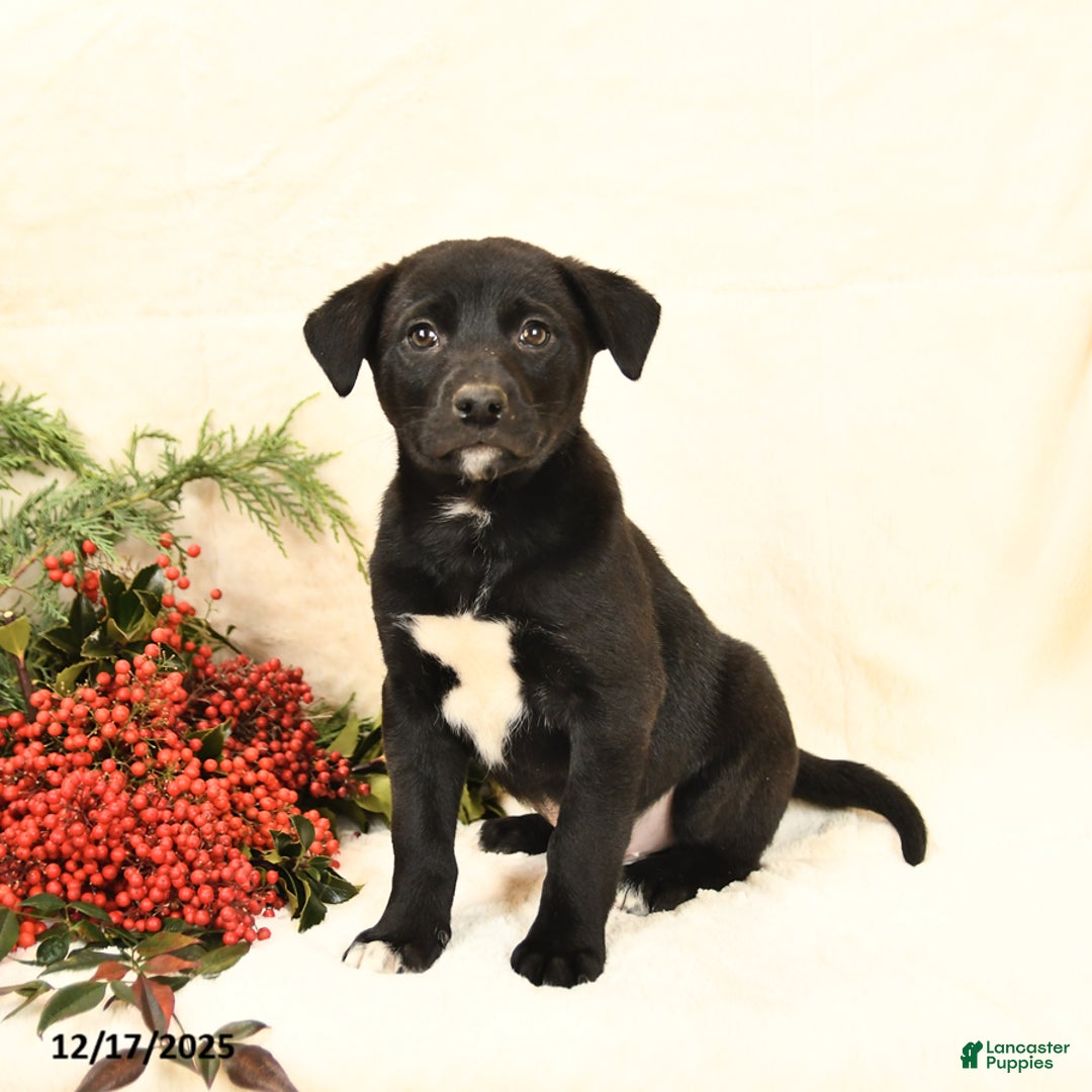 Mixed Breed dogs for sale: Parker - Ad 2