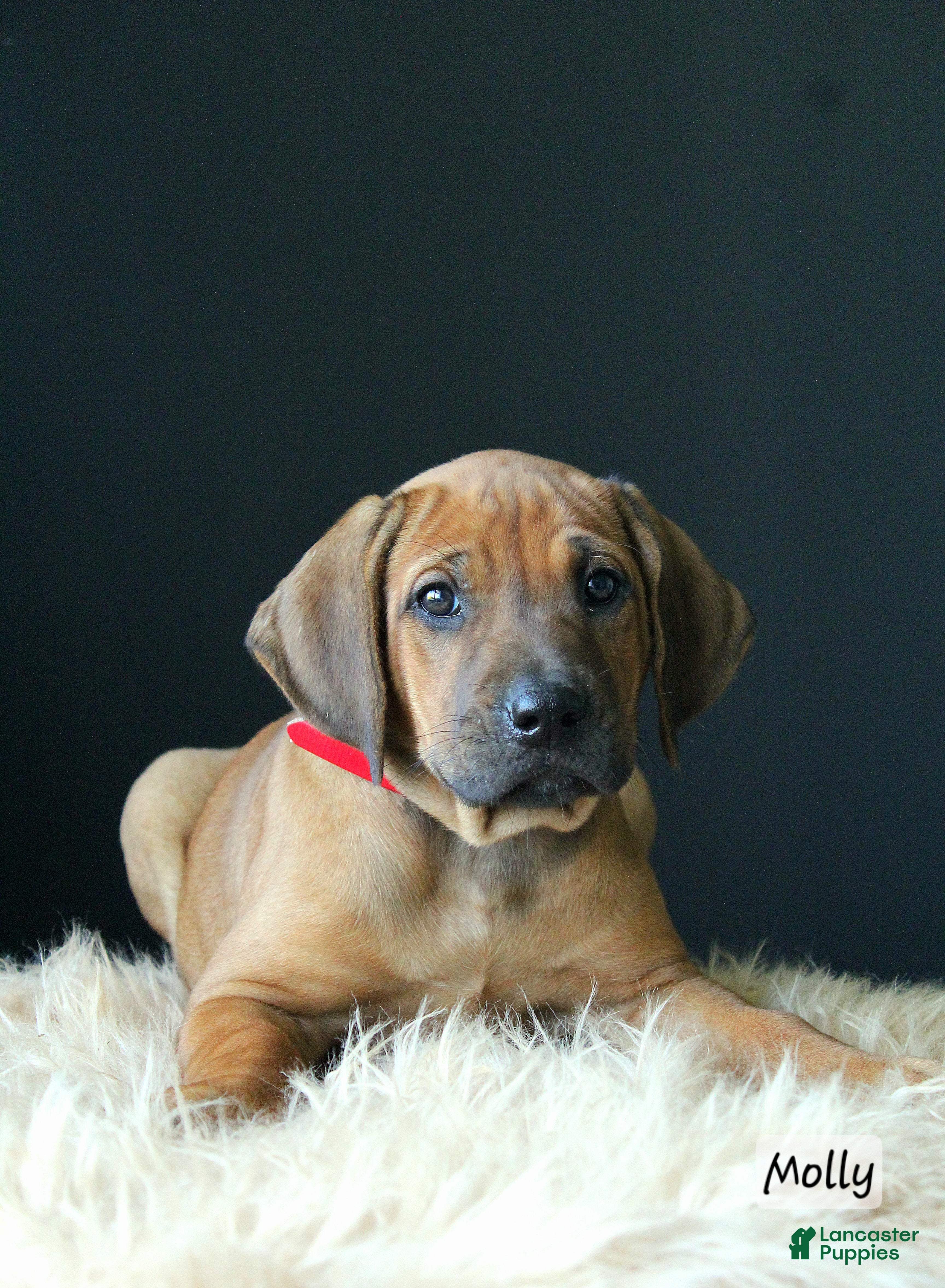 Rhodesian Ridgeback dogs Molly - Ad 1