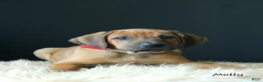 Molly
