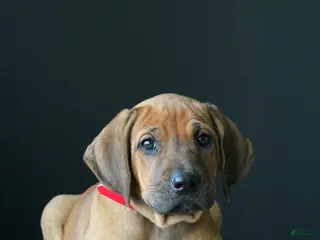 Rhodesian Ridgeback dogs for sale: Molly - Ad 2
