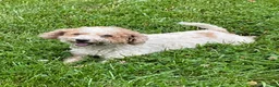 Miniature Poodle dogs for sale: Pooh - Ad 6