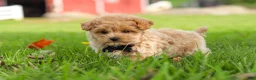 Maltipoo dogs for sale: Nash - Ad 16