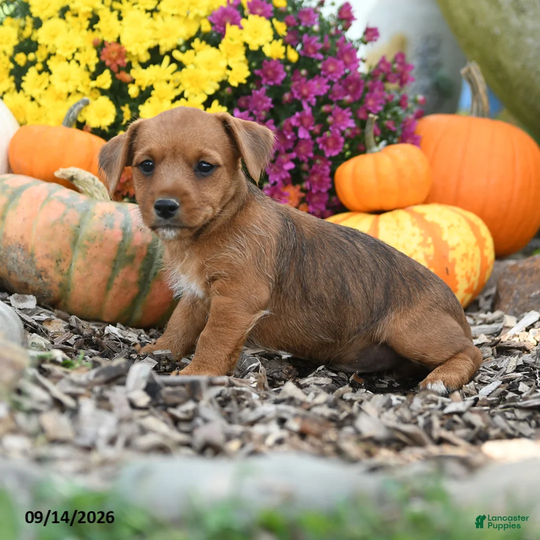 Mixed Breed dogs for sale: Baxter - Ad 3