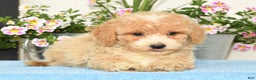 Bichpoo dogs for sale: Skipper - Ad 7