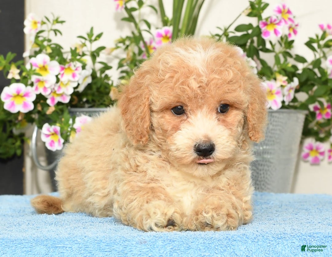Bichpoo dogs for sale: Skipper - Ad 7