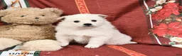 American Eskimo dogs for sale: Princess - Ad 2