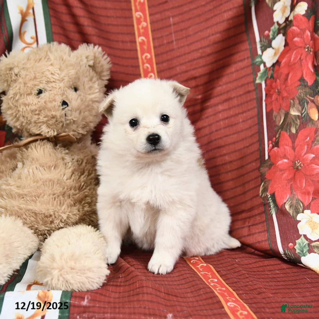 American Eskimo dogs for sale: Princess - Ad 2