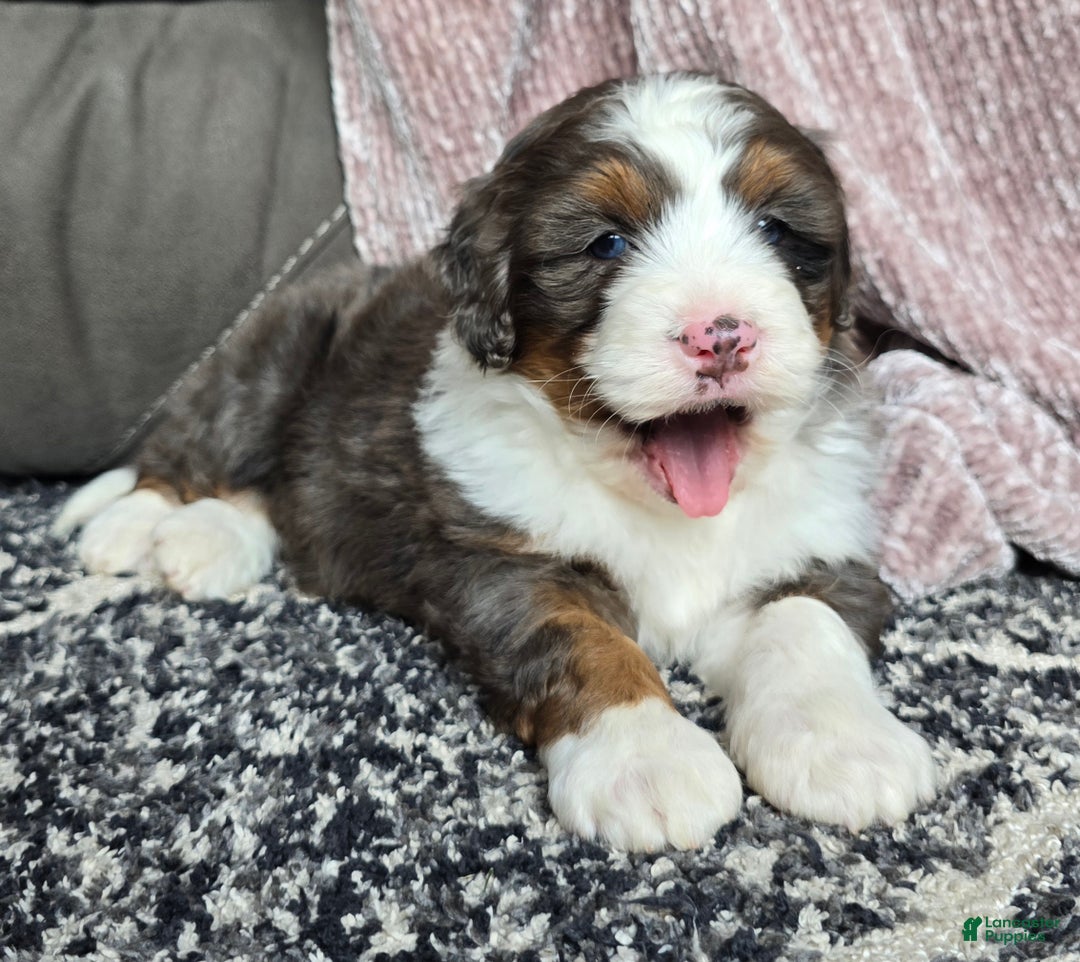 Mini Bernedoodle dogs for sale: Mini Bentley - Ad 11