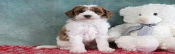 Mini Goldendoodle dogs for sale: Sarge - Ad 4