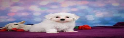 Maltese dogs for sale: Cash - Ad 7