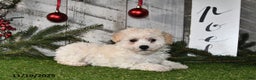 Maltipoo dogs for sale: Lilly Rose - Ad 2