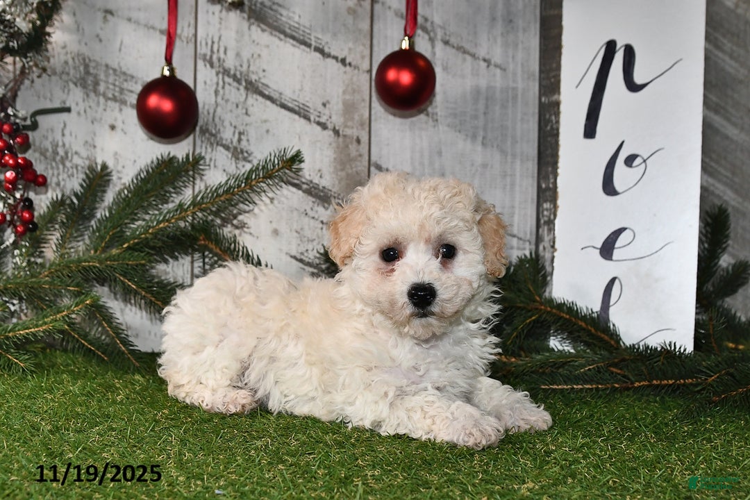 Maltipoo dogs for sale: Lilly Rose - Ad 2