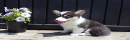 Welsh Corgi Pembroke dogs for sale: Iris - Ad 3