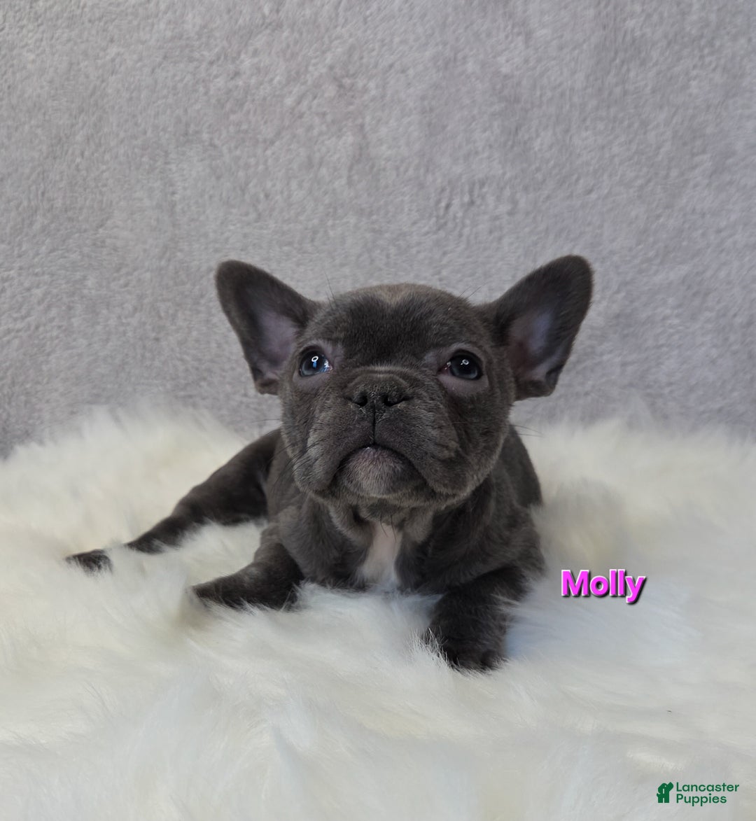 Mixed Breed dogs for sale: Molly - Ad 2