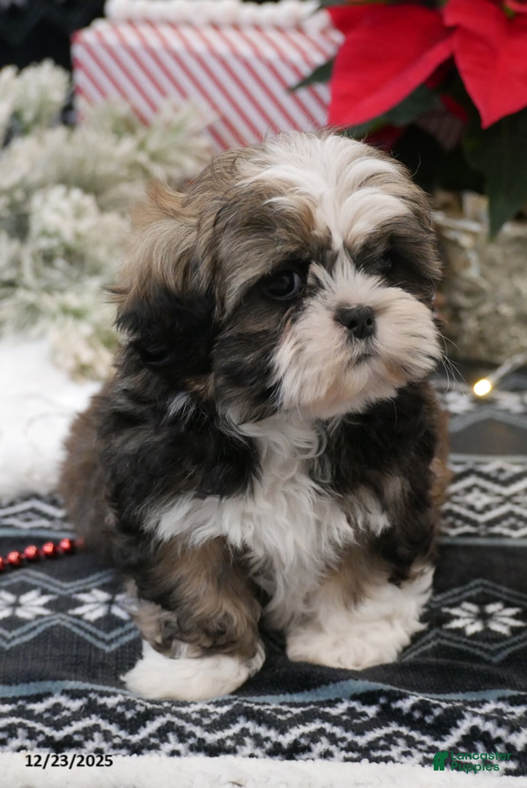 Shih Tzu dogs for sale: Clause - Ad 4