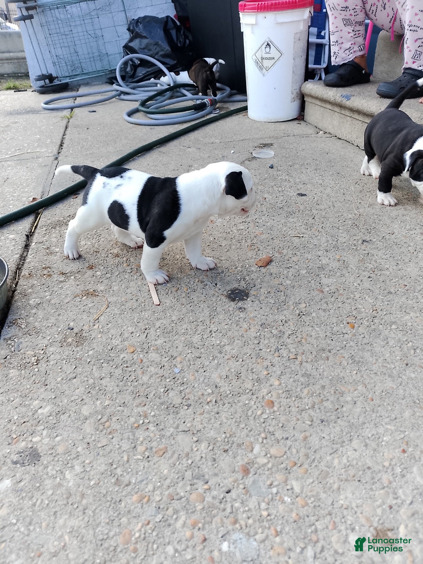 American Bulldog dogs for sale: American Bulldog 7 - Ad 19