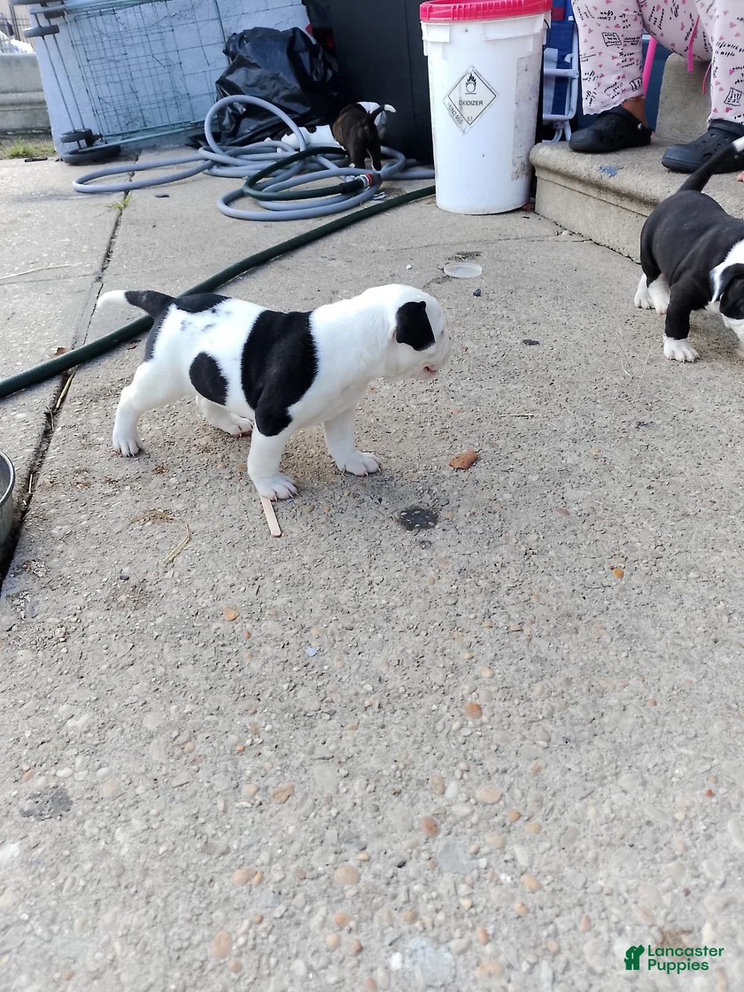 American Bulldog dogs for sale: American Bulldog 7 - Ad 1
