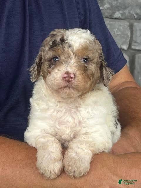 Aussiedoodle dogs Macaron Mini Aussiedoodle  - Ad 1