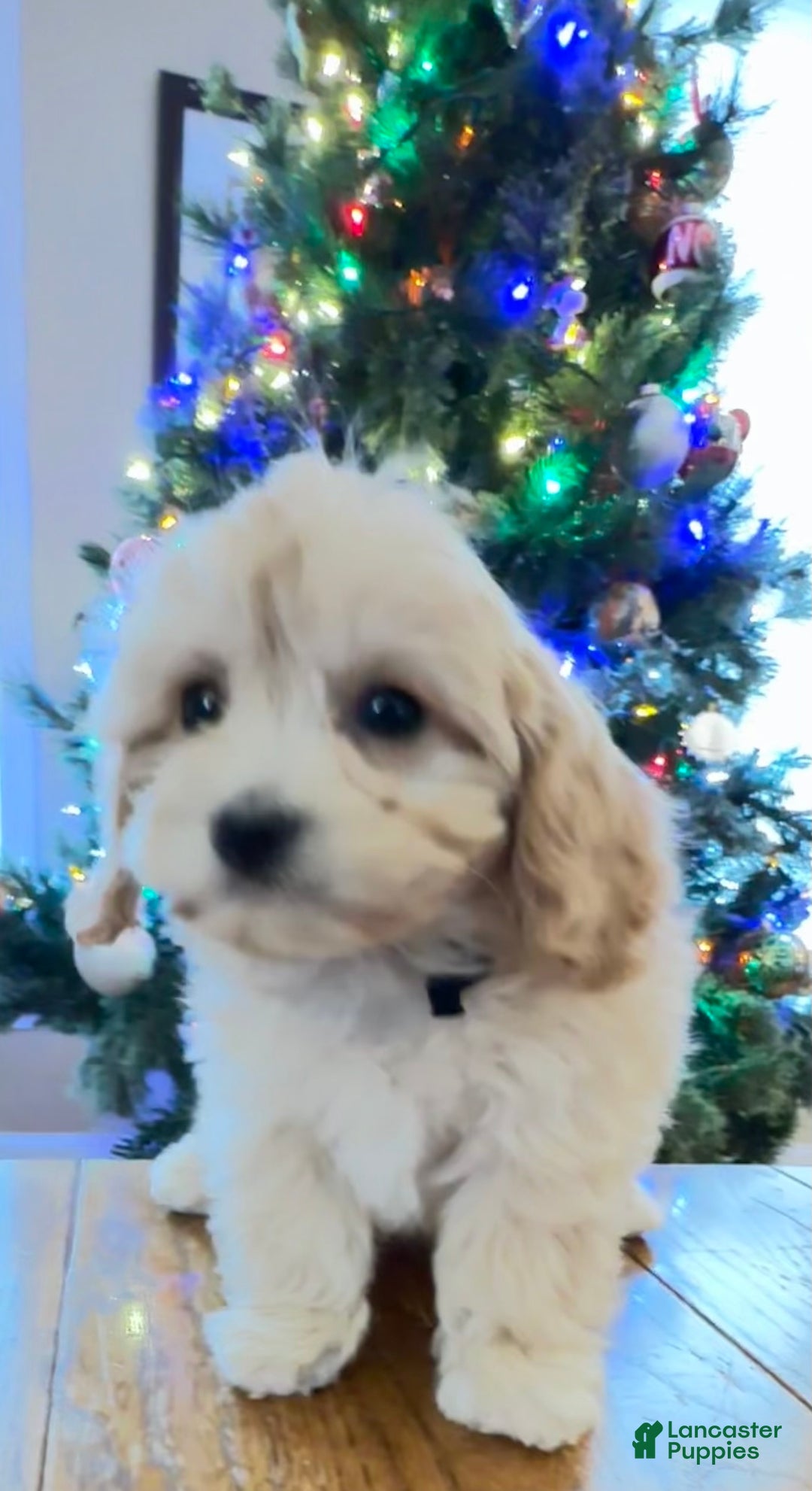 Cavachon dogs for sale: Murphy - Ad 2