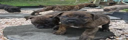 South African Boerboels dogs for sale: Blake - Ad 2