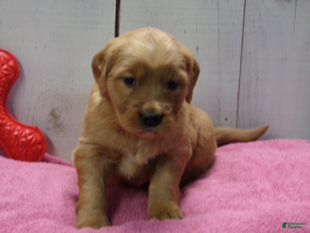 Golden Retriever dogs for sale: Pearl - Ad 1