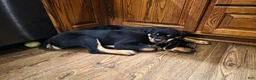 Rottweiler dogs for sale: Brown  - Ad 4