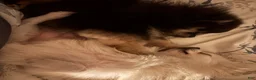 Pomeranian dogs for sale: Pomeranian 1 - Ad 8