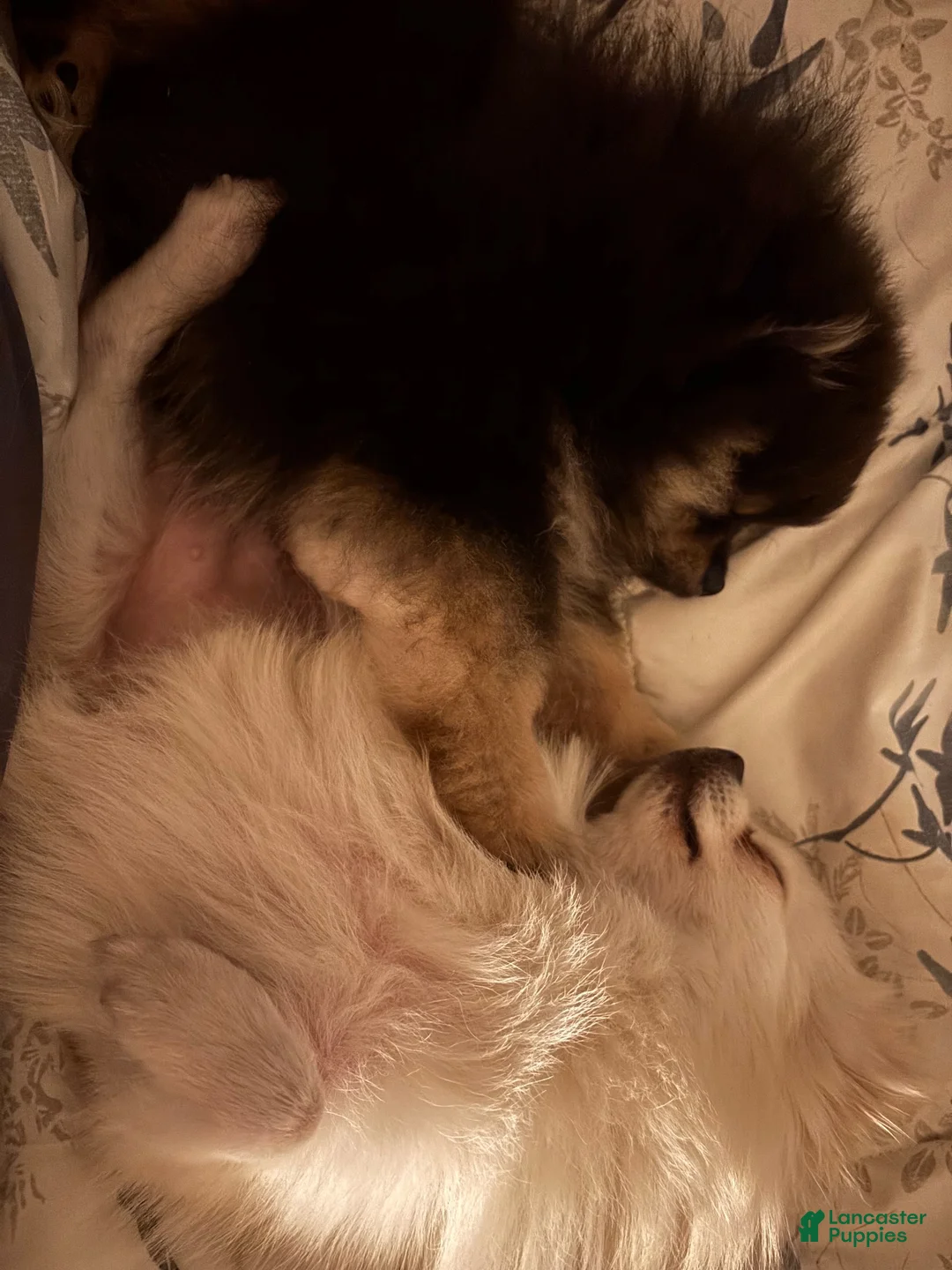 Pomeranian dogs for sale: Pomeranian 1 - Ad 8