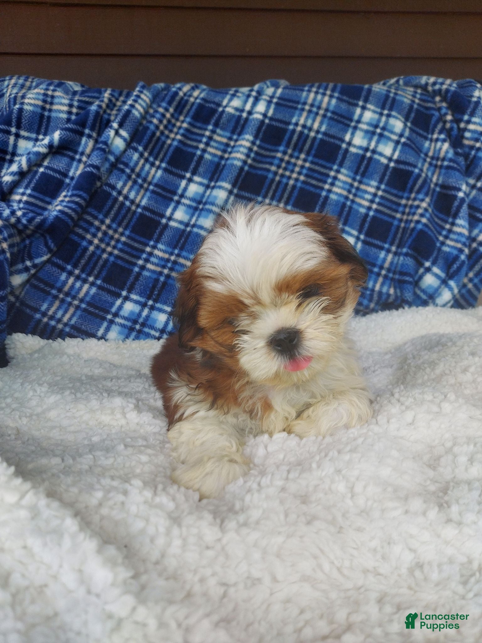 Shih Tzu dogs Harry - Ad 2