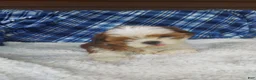 Shih Tzu dogs for sale: Harry - Ad 2