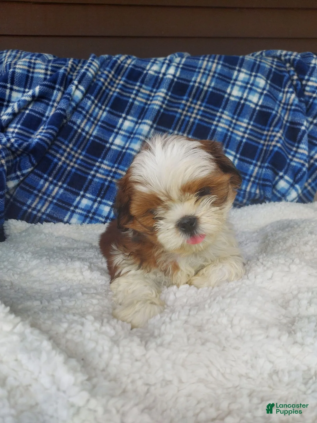 Shih Tzu dogs for sale: Harry - Ad 2