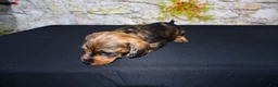 Miniature Dachshund dogs for sale: Horton - Ad 4